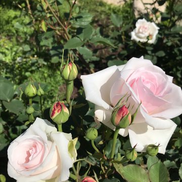 靱公園のバラ