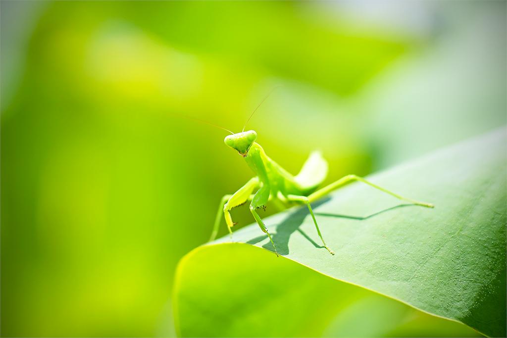 ツキとタイヨウと暦 卵 幼虫 成虫と変態し さなぎにならない 不完全変態 をすることで知られているカマキリ 一般的にメスはオスより大きく 交尾後にメスがオスを捕食するという話が有名ですが 実際にはオスも逃げることが多く 捕食されることは