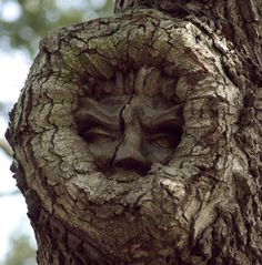 .....no...you're scaring me Angry Tree Spirit...it's Improvisation for Humans, not vengeful forest ghosts...next Tues 14th at the Ship &amp; Mitre, 7pm sharp, all the details on the website, link in bio
#impropriety #nothuman