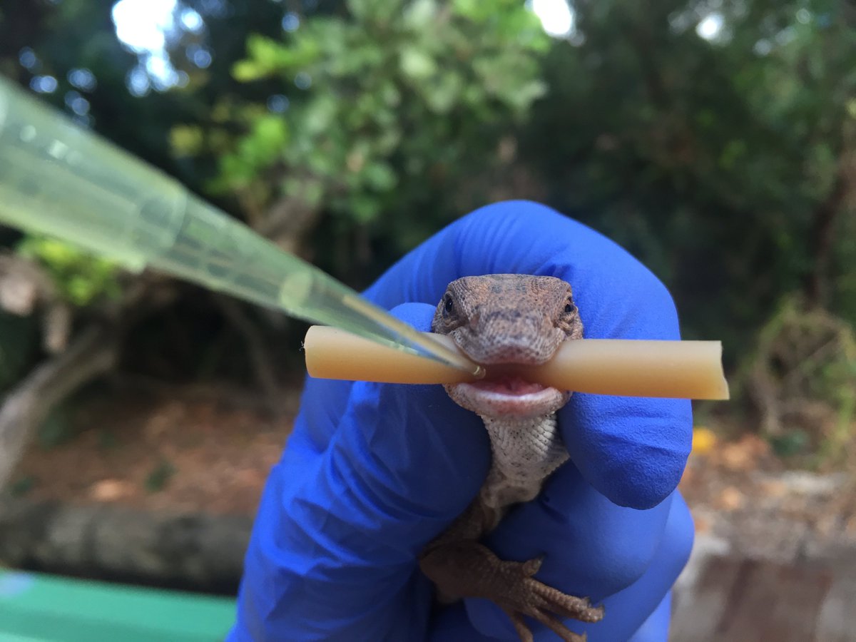 CNZdenek's tweet photo. Our Varanid venoms paper just out today! (Yes, some lizards are venomous!) We revealed positive selection pressure for anticoagulant fibrinogenolytic (preventing clot formation) activity. Paper link: https://t.co/HBtxxi2xQP  #venom #lizardvenom #lizards #reptiles #herpetology https://t.co/RPWekCICpS