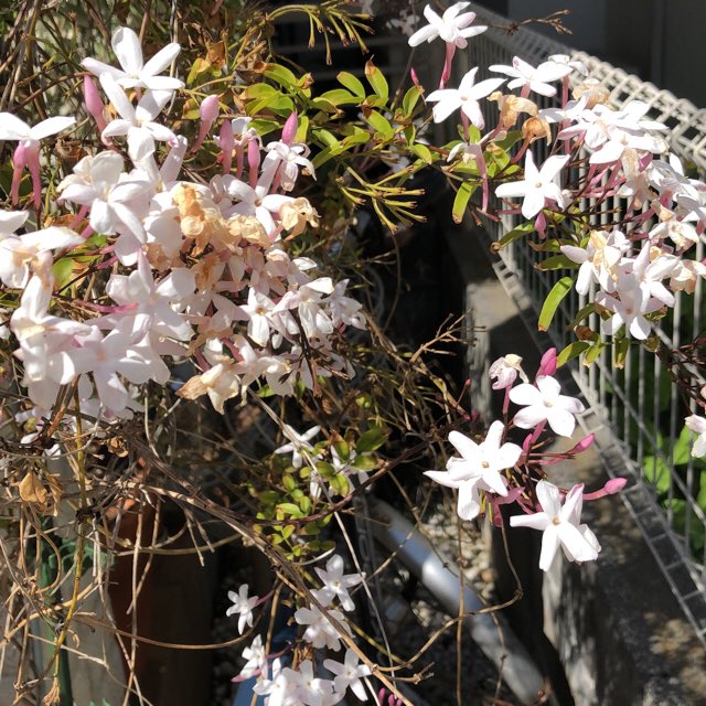 ジャスミンだった❤︎

#PlantSnap #JasminumPolyanthum (#PinkJasmine)