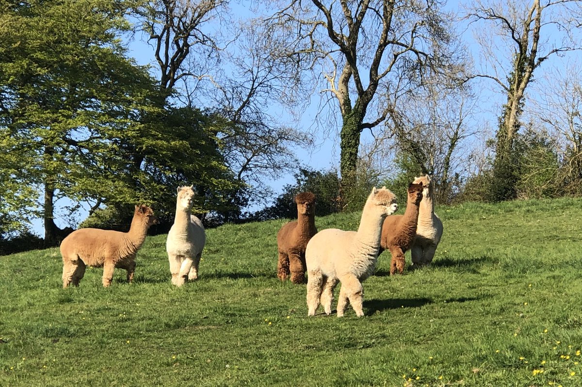 AlpacasUK's tweet image. Really thrilled to announce that our whole herd has been TB tested clear @surefarm #alpacas #VoluntaryTesting