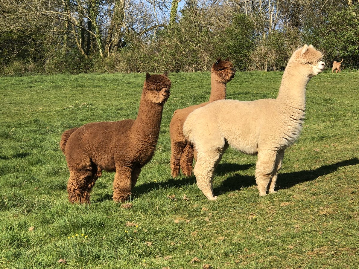 AlpacasUK's tweet image. Really thrilled to announce that our whole herd has been TB tested clear @surefarm #alpacas #VoluntaryTesting