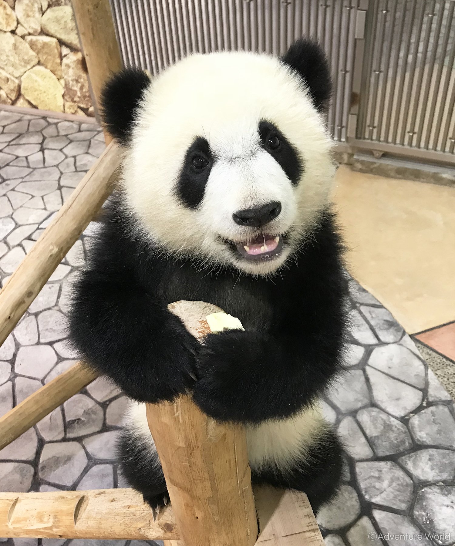 アドベンチャーワールド 公式 ニコニコ笑顔のパンダの赤ちゃん 彩浜 さいひん 手元を見てみると 今日もしっかりリンゴを握っています 甘くて美味しいリンゴはパンダたちの大好物です 267日齢 5月8日 の体重 15 30kg 出生時 75g アドベンチャー