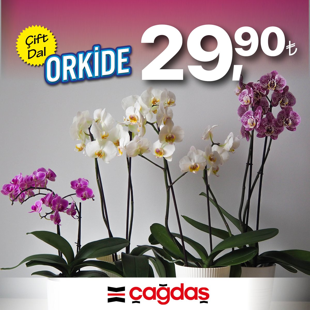Rengarenk orkide çeşitleri mağazalarımızda #şehrinentazesi #çağdaşmarket #ankara #eskişehir #annelergünü