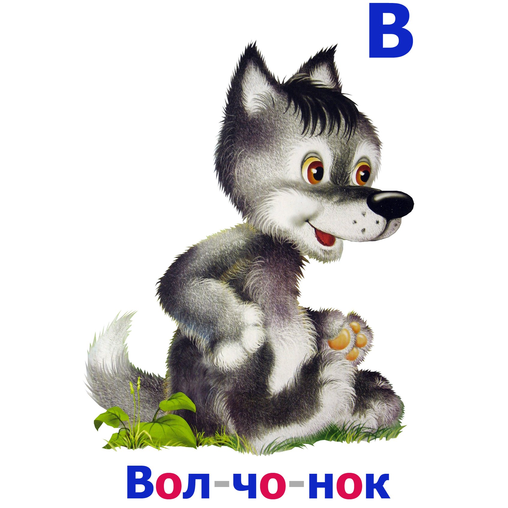 Волчок серый бочок