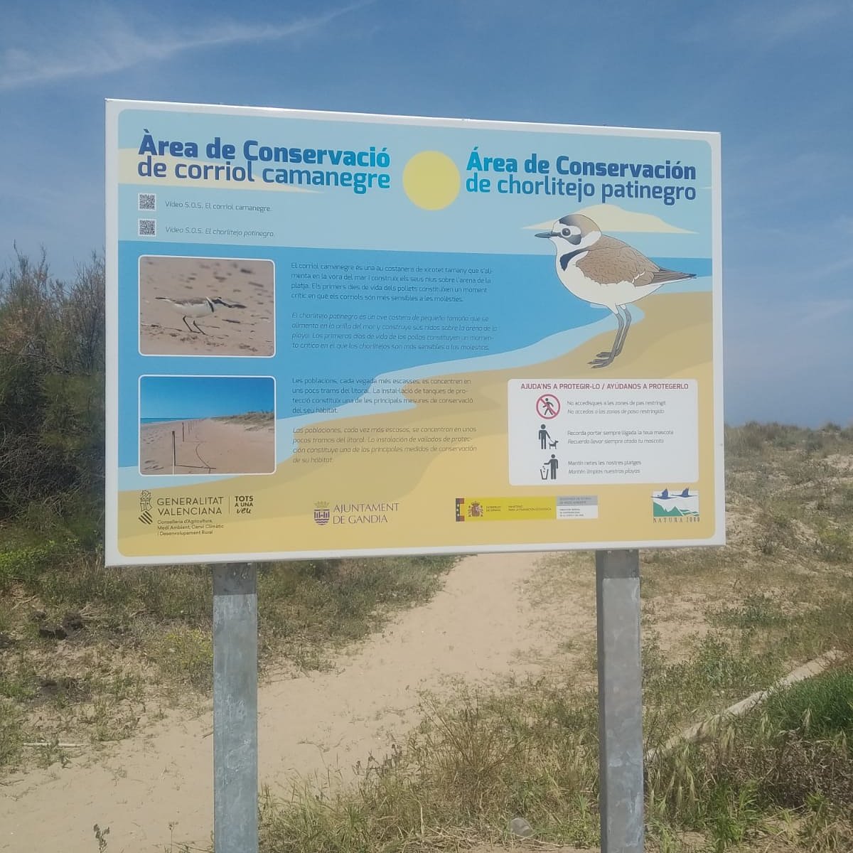 aj_gandia's tweet photo. La Conselleria de Medi Ambient ha instal·lat 3 cartelleres informatives sobre el corriol camanegre a l'Auir i Venècia. En posaran un altre a la platja de Rafalcaid. 🐦

👉 També informen de les mesures de protecció i dels límits de l'àrea protegida.

#XIVEGa #Gandiaverda https://t.co/4SFpBeJo29