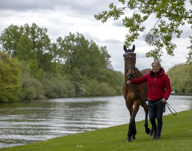 windsorhorse's tweet image. #RWHS Day one!

The first day of the Show is here and there are plenty of highlights to look out for including the ROR Open In Hand Show Series Qualifier at 13:30, which will see retired racehorse Cue Card make his Showing debut.

📸Steve Parsons/Press Association