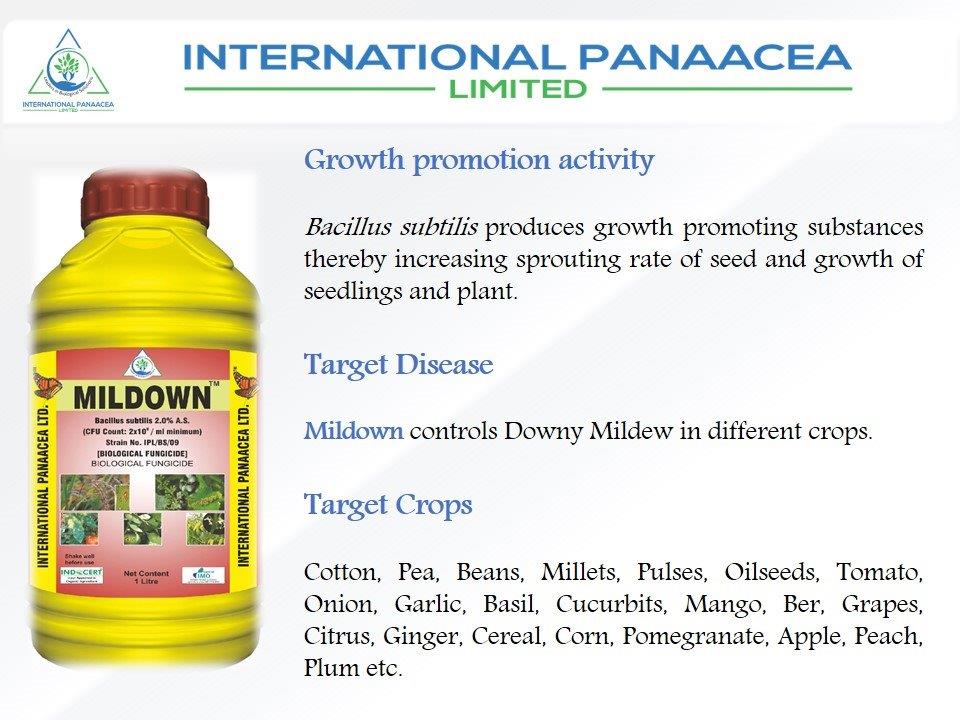 IPLBiologicals's tweet image. For effective control of #Downy #Mildew in different crops, we offer our best product #Mildown to our #farmers.
#organicfarming #agriculture #crops #vegetables #fruits @IPLBiologicals