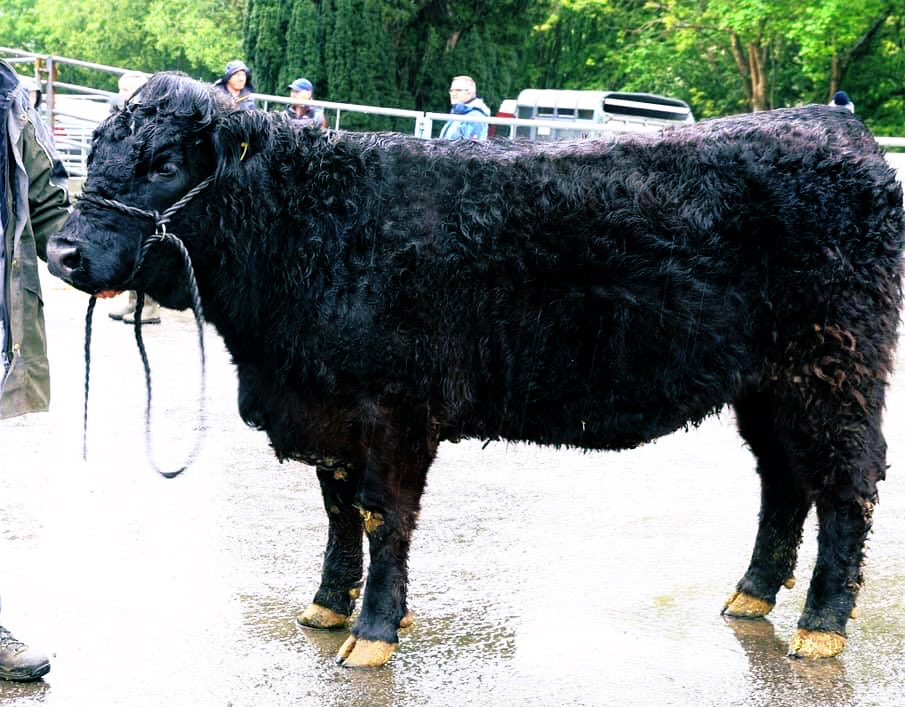 Welsh Black Cattle Society 62nd Annual Spring Show and Sale at Farmers Mart ( R. G. Jones ) Ltd Llys Meirion, Dolgellau. Champion Maiden heifer " Arglwyddes Nest 29th " born 24-3-2017 from Dafydd G. Jenkins Tanyrallt. Talybont, Ceredigion sold for 1850gns.