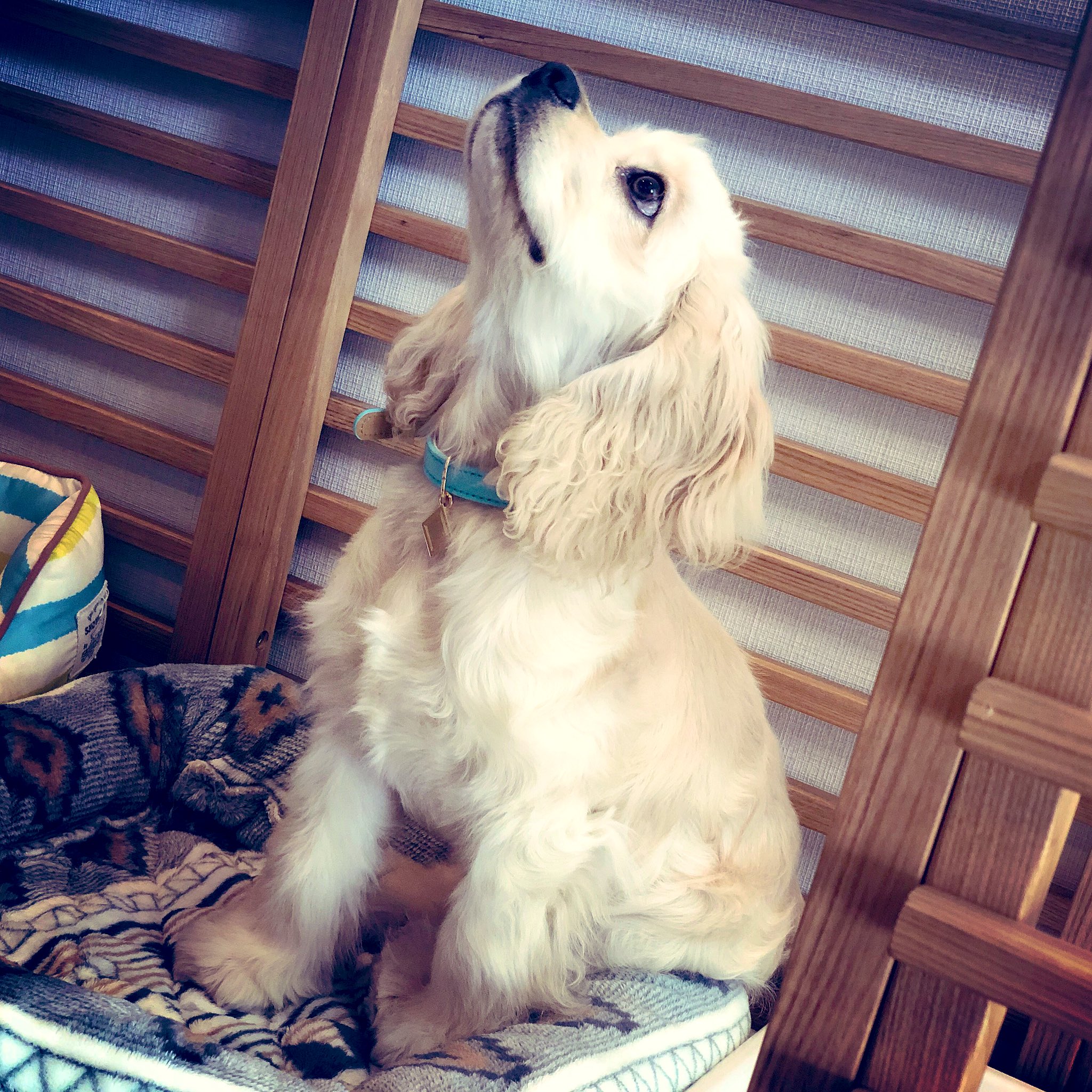 人気商品は わんわん物語 レディ 首輪 犬用品 Www Indiashopps Com