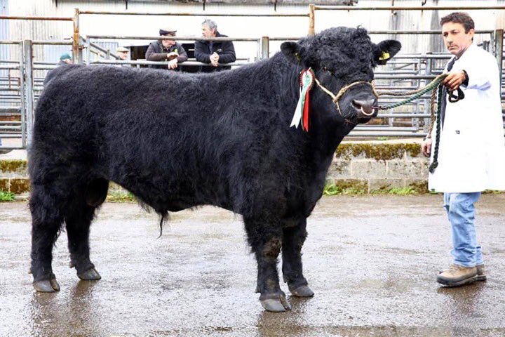 Welsh Black Cattle Society 62nd Annual Spring Show and Sale at Farmers Mart ( R. G. Jones ) Ltd Llys Meirion, Dolgellau. Champion bull and highest priced animal of sale, sold for 4900gns " Machreth Llywelyn 2nd " born 4-4-2017 from Lewis R Williams Tyddyn Bach, Llanfachreth.