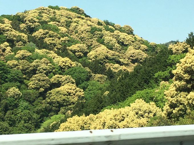スダジイとは 植物としての特徴 見分け方から利用法や育て方まで解説 Botanica