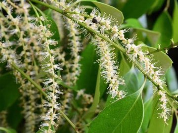 スダジイとは 植物としての特徴 見分け方から利用法や育て方まで解説 Botanica