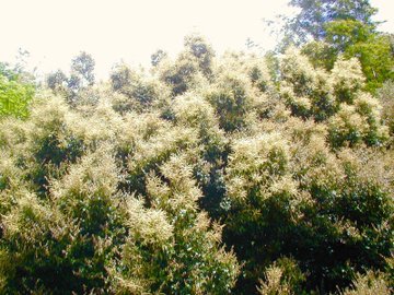 スダジイとは 植物としての特徴 見分け方から利用法や育て方まで解説 Botanica