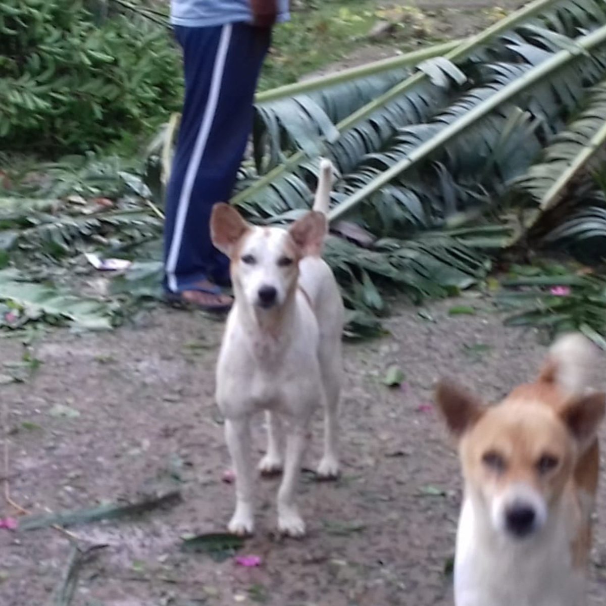 humaneworldind's tweet image. #CycloneFaniUpdate: We are in need of immediate supplies to help animals affected by Cyclone Fani. Your support will provide temporary shelter, first aid, and food to the animals. Please click on the link to donate items through @donatekart - 
donatekart.com/HSI/CycloneFan…

©APOWA