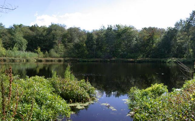 BrooklineGreen's tweet photo. Walk at Lost Pond Sat May 11, 9:30am
Join us for a walk to Lost #Pond &amp; around to newly created meadow and stream. Wear footwear suitable for walking on rough paths. Socks and long pants are recommended.
Meet at the end of Arlington Road North 
RSVP: info@brooklinegreenspace.org https://t.co/SrK9YypPw6