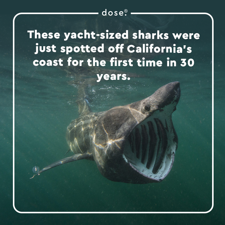 Dose on Twitter "Basking sharks — the secondlargest known shark