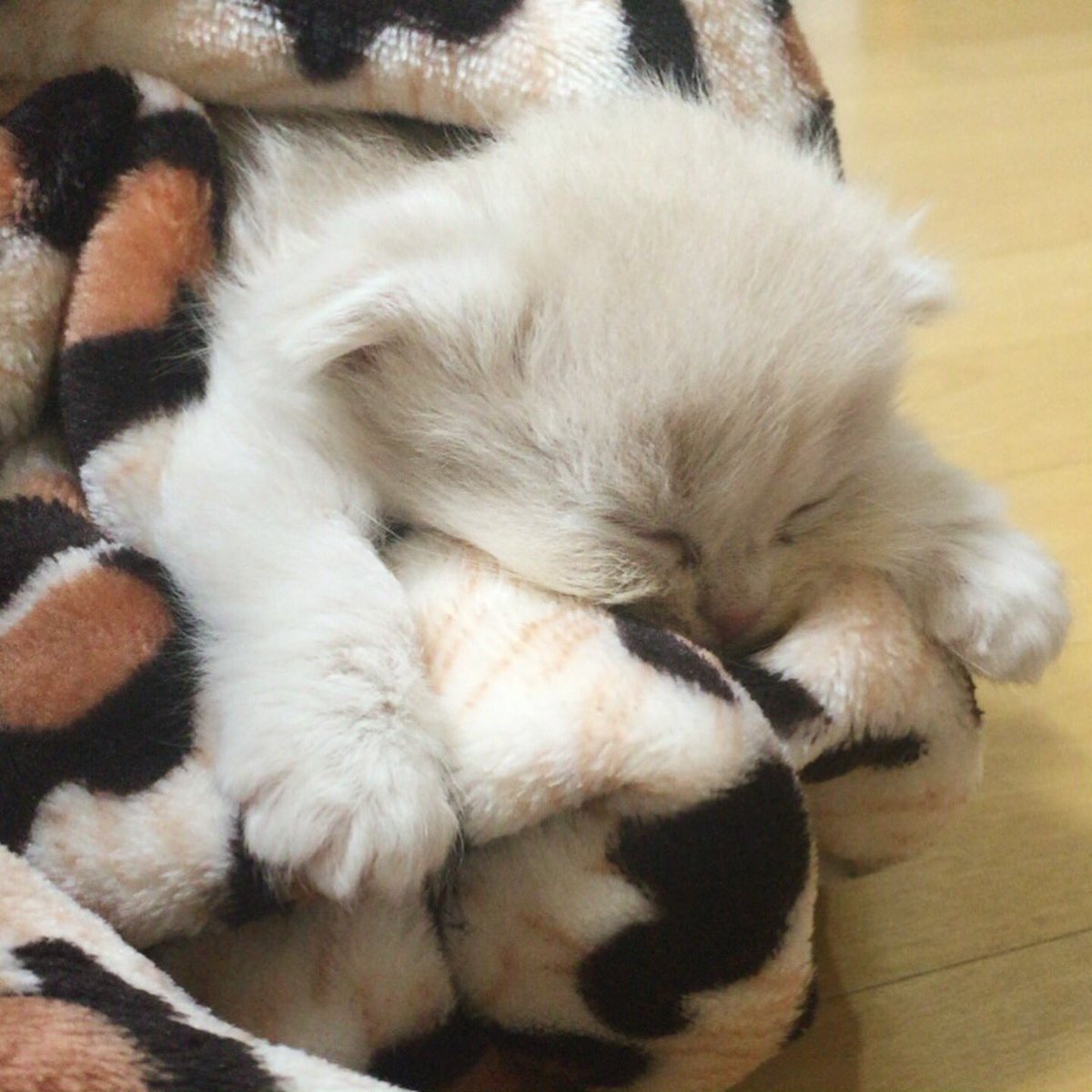catsmory's tweet photo. 늠름하게 키워주��서 감사합니다🙇🏻‍♀️
#어버이날
#셀프자축
#캣츠모리
#쪼꼬미회댱님 https://t.co/piQx5Eaa0i