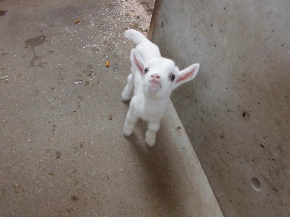 이거 라이관린 (@this_is_kuanlin) on Twitter photo 