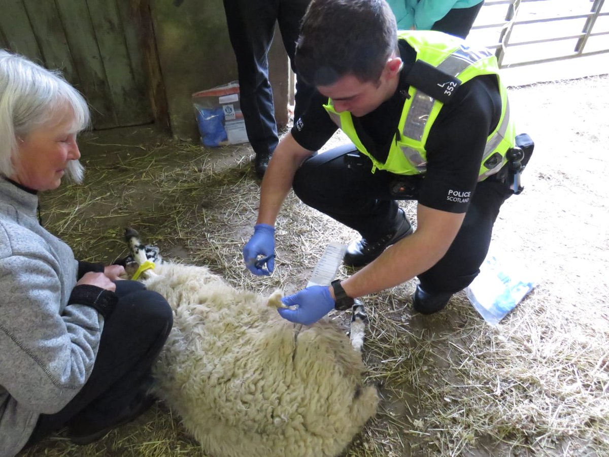 PSOSArgyllBute's tweet photo. Yesterday PC Ben Rusden @MAKIPolice introduced a successful #LivestockWorrying evidence gathering and legislative workshop for police officers at a local farm supported by @NFUStweets, @argyllandbute and supervised by local farmer. https://t.co/W2m6DwcM9O