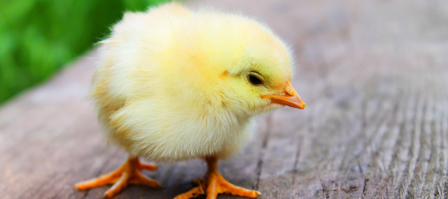 literacious's tweet photo. A Little Chicken @SauerTammi #DanTaylor @SterlingKids #kidlit #picturebook #readaloud #courage https://t.co/evu1P4XCLw https://t.co/svkQI8GpiZ