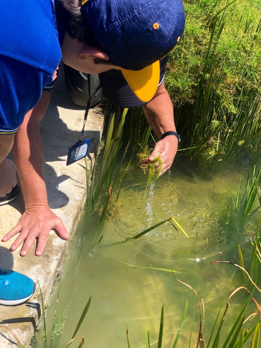 msemmagedge's tweet photo. Exciting things to come in 1EG... @Teachmaxwright helped the Ss to create their own mini eco-garden in the classroom to observe life up close! Waiting patiently now to see what emerges from these eggs... #coteaching #outdoorlearning #ISKLproud @ISKLofficial https://t.co/ErVa795ulR