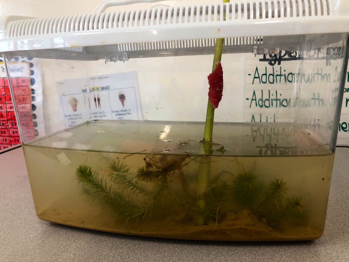 Exciting things to come in 1EG... @Teachmaxwright helped the Ss to create their own mini eco-garden in the classroom to observe life up close! Waiting patiently now to see what emerges from these eggs... #coteaching #outdoorlearning #ISKLproud <a href="/ISKLofficial/">The International School of Kuala Lumpur (ISKL)</a>