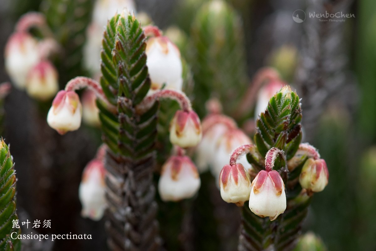 Wenbo77's tweet photo. Cassiope pectinata/篦叶岩须, very low (15-30cm), very cute little Ericaceae shrub grows in the high mountains (3,200-4,600m) of north-western Yunnan. #Cassiope #岩须 #Ericaceae #杜鹃花科 #YunnanPlant #ChineseAlpinePlant https://t.co/BgJQ17vOQv