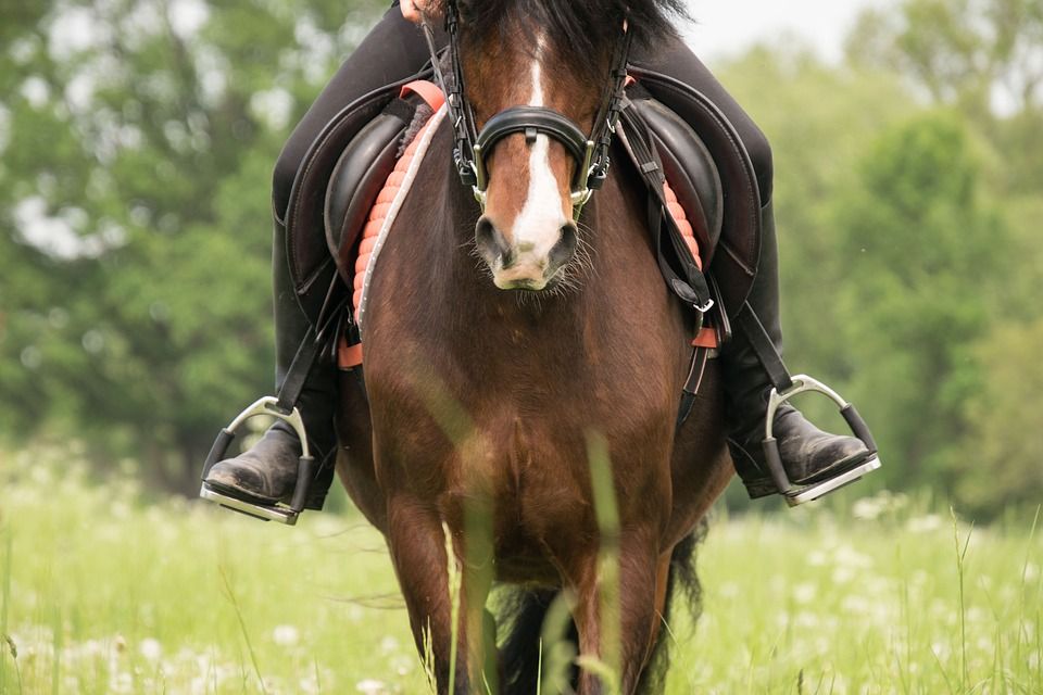 TheBBDirectory's tweet photo. The owners of Cul na Creagan B&amp;B also own the riding stables next door, so if you're planning a riding holiday then look no further!
https://t.co/3U57WWeN1Q
#Portree #IsleofSkye #HorseRiding #ActiveBreak #RidingStables #BedandBreakfast https://t.co/dwhUoImpfh