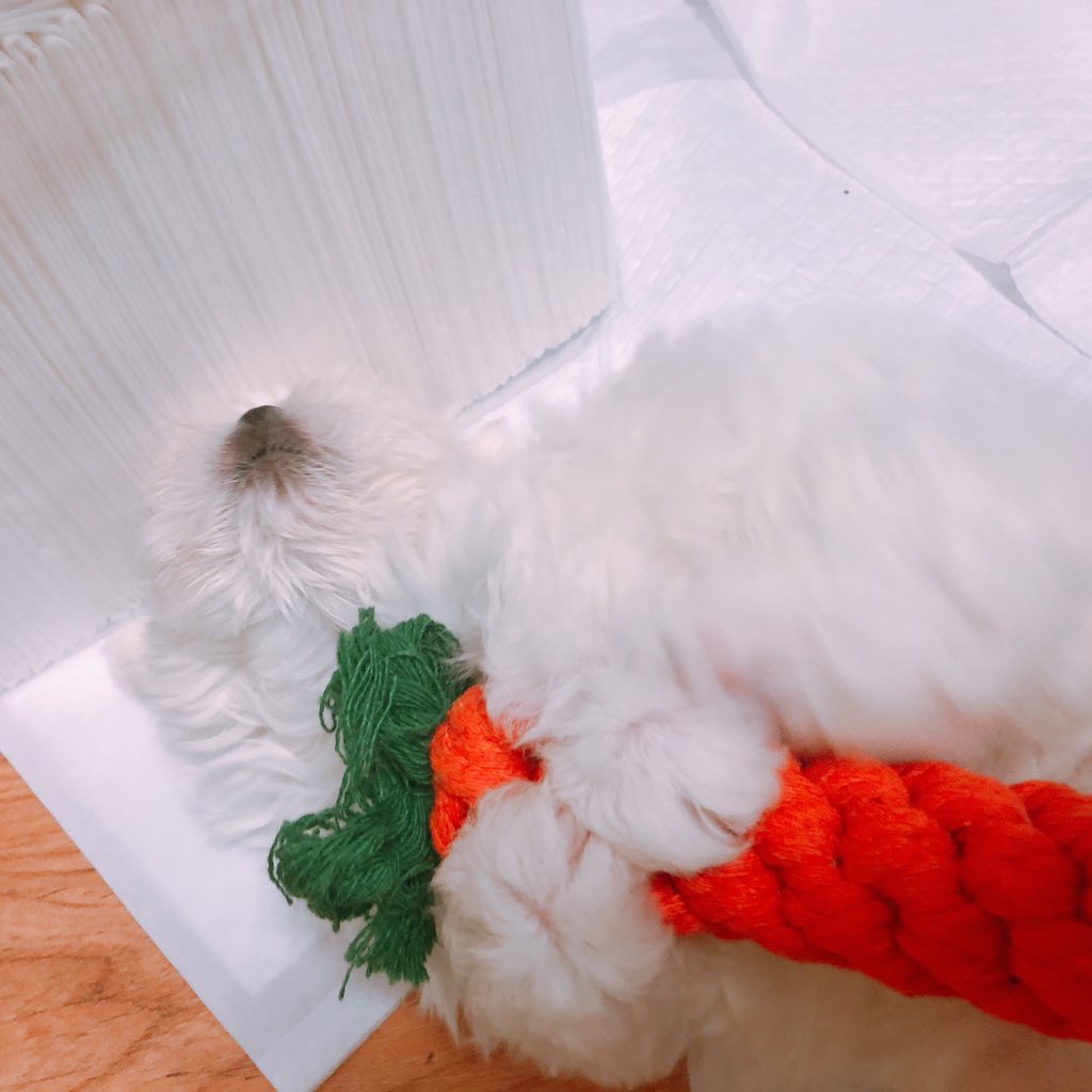 mungmungeeeee's tweet photo. @cong_doou_ 당그니 행복해써요 🥕🥕🥕 https://t.co/Q0eYnYRsUN