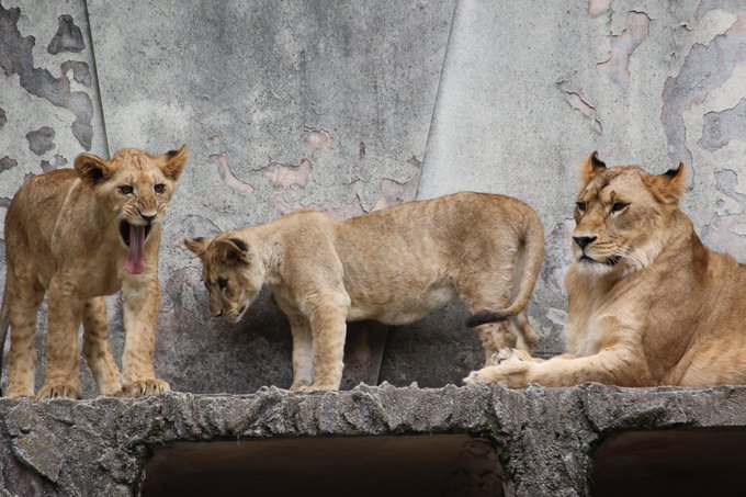 ライオンのtwitterイラスト検索結果 古い順