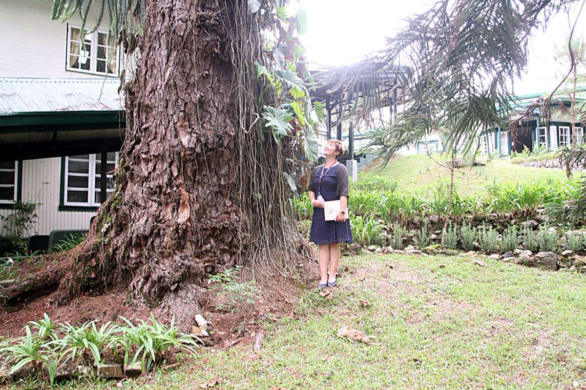 Manila Bulletin News On Twitter Brent International School Baguio Has Garnered The Distinction As Host To The Biggest And Oldest Pine Tree In Baguio City On May 7 2019 Via Jj