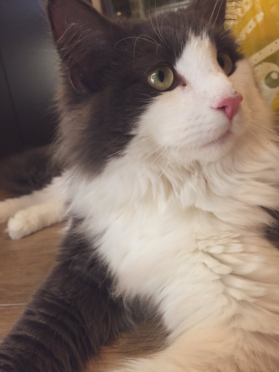 neginyan0717's tweet photo. 今日のるるち🐱♡⃜
お鼻にかさぶた🤕

 #ノルウェージャンフォレストキャット #猫のいる生活 #猫好きさんと繋がりたい https://t.co/i36knrTru3