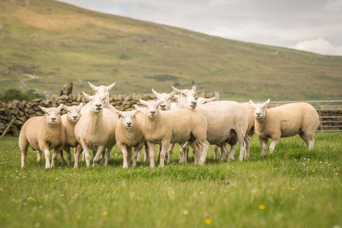 lleynsheep's tweet photo. Lleyn ewe = EFFICIENT. Ewes are long lived. Wintering costs can be easily controlled. https://t.co/L9wI783Iot #efficientewe #efficientfarming #commercialsheep #farm365 https://t.co/geAcjMc5gs