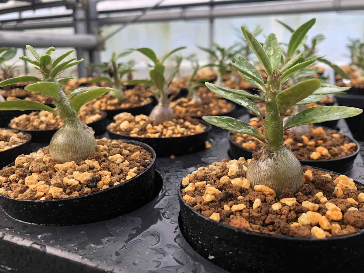 1円売切り パキポディウム ビスピノーサム 実生 特選優良株 塊根植物