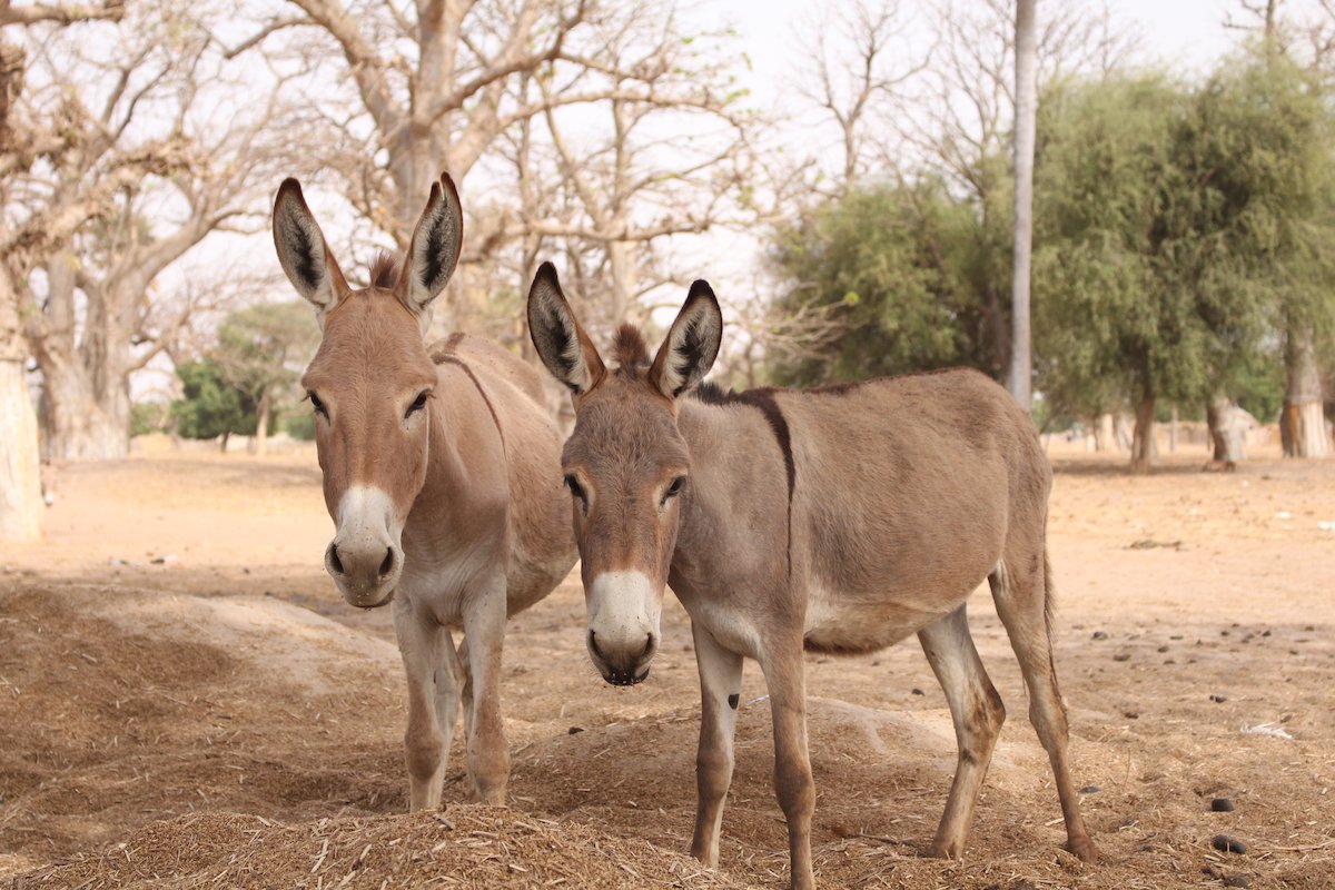 Today is #WorldDonkeyDay.

These animals provide a critical support system to the households that rely on them. One pillar of this support system is the money they generate. Keep an eye on our feed over the next week as we highlight the importance of the working #donkey...