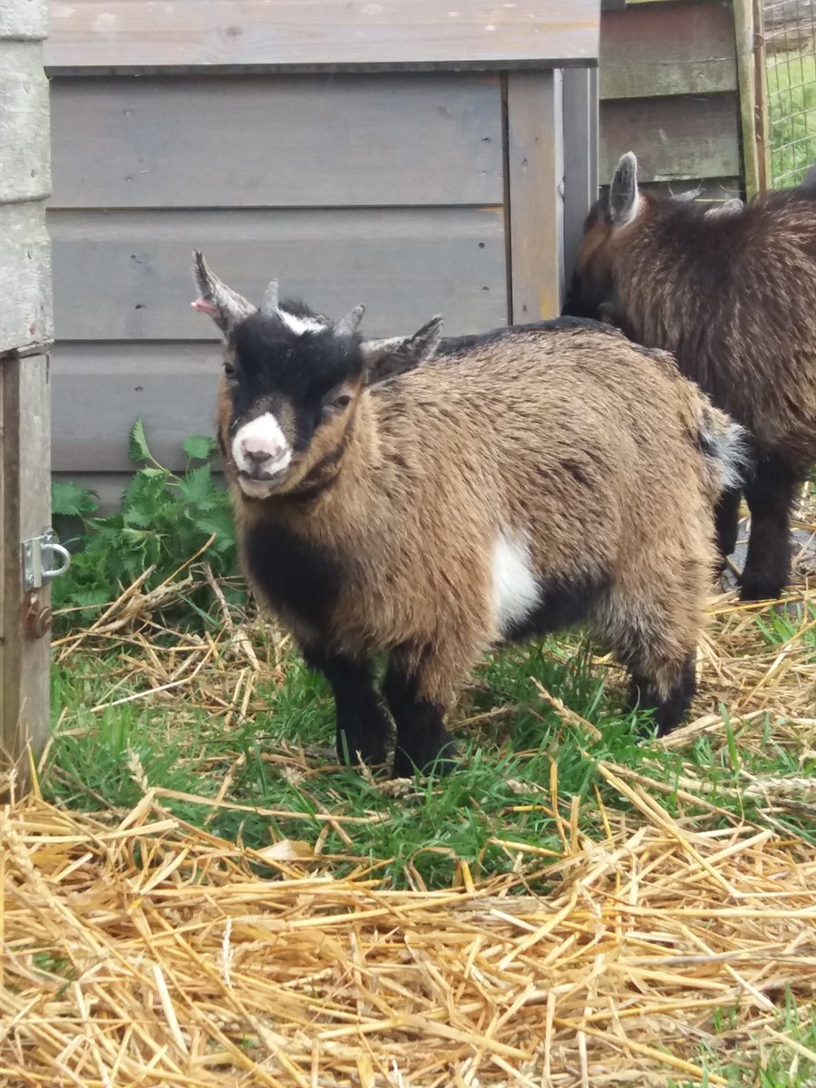 New editions #pigmygoats#treehouses#glampingbythebeach