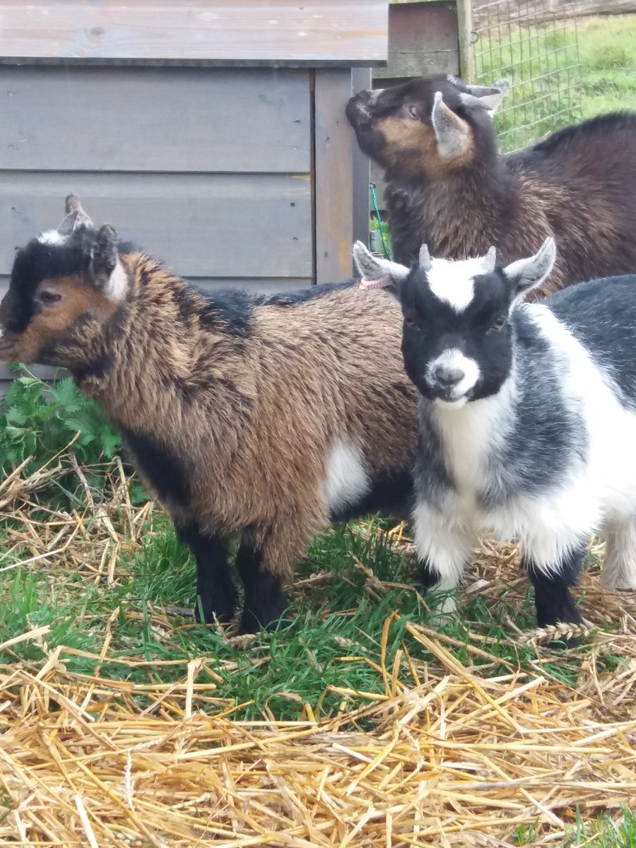 HarvestMoonHolidays (@hmglamping) on Twitter photo 