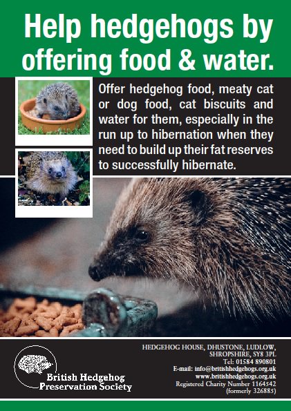 hedgehog cat biscuits