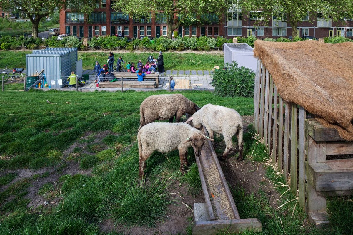 EmilevanRinsum's tweet photo. De @dakpark coördinator gaat per 1 juli 'de laan uit' omdat @rotterdam niet weet hoe de subsidiebijdrage van (toenmalige) #deelgemeente @delfshaven_rdam goed op te volgen ... #bizar voor woorden als je ziet wat de stichting #Dakpark allemaal neerzet! https://t.co/jaWiAGe3NK https://t.co/bydinjrDqg
