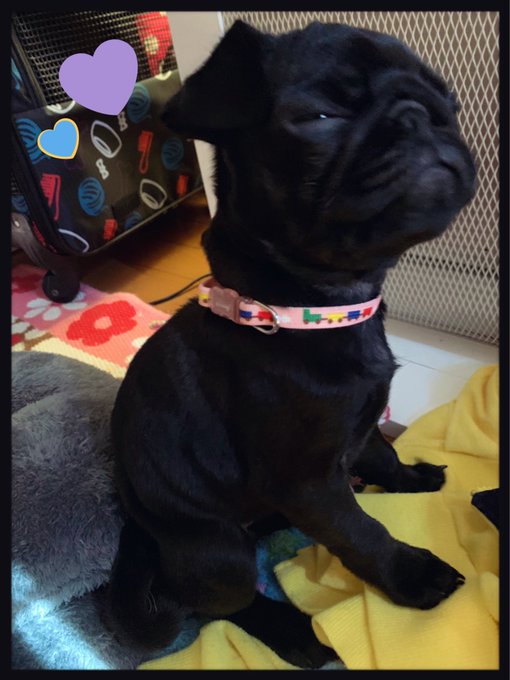 風がちべたくなってきたーー  #pug #パグ #黒パグ #3ヶ月 #blackmonster #ブラモン #sweetbaby #犬 #dog #仔犬 #犬好きさんと繋がりたい &larr;これ使ってみたかった♡<a href="/tag/pug"class="tags">#pug</a><a href="/tag/%E3%83%91%E3%82%B0"class="tags">#パグ</a><a href="/tag/%E9%BB%92%E3%83%91%E3%82%B0"class="tags">#黒パグ</a><a href="/tag/3%E3%83%B6%E6%9C%88"class="tags">#3ヶ月</a><a href="/tag/blackmonster"class="tags">#blackmonster</a><a href="/tag/dog"class="tags"><span>#dog</span></a><a href="/tag/%E7%8A%AC"class="tags"><span>#犬</span></a><a href="/tag/sweetbaby"class="tags"><span>#sweetbaby</span></a><a href="/tag/%E3%83%96%E3%83%A9%E3%83%A2%E3%83%B3"class="tags"><span>#ブラモン</span></a><a href="/tag/%E7%8A%AC%E5%A5%BD%E3%81%8D%E3%81%95%E3%82%93%E3%81%A8%E7%B9%8B%E3%81%8C%E3%82%8A%E3%81%9F%E3%81%84"class="tags"><span>#犬好きさんと繋がりたい</span></a><a href="/tag/%E4%BB%94%E7%8A%AC"class="tags"><span>#仔犬</span></a>