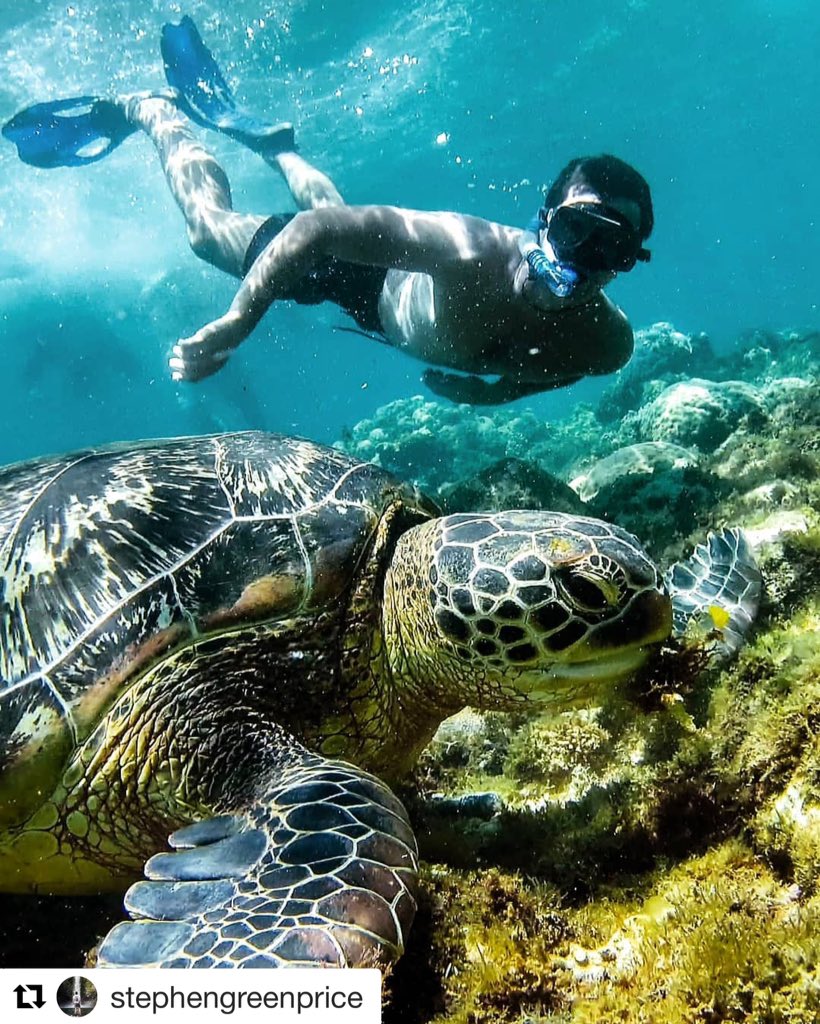 sanshui596's tweet photo. 📸🎥 #stephengreenprice
Swimming with turtles Apos Island, #Philippines.
#apoisland #siquijorisland #islandlife #underwater #sealife #londonislovinit #london #turtles #swimmingwithturtles #sea #ocean #london4all #naturalworld #travel #swimming #california #nyc #londonstyle https://t.co/ahrHp2fqon