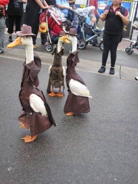 plunome's tweet photo. 🦆ЦЕПОЧКА УТОЧЕК🦆

🦆ретвит этого твита🦆
🦆читай меня (я взаимна)🦆
🦆читай ретвитнувших🦆
🦆радуйся новым читателям🦆
🦆люби и уважай уточек🦆
🦆уточки спасут этот мир🦆

#ЦепочкаТвиттерских 
#ЦепочкаФолловеров https://t.co/WPzTLWeg4g