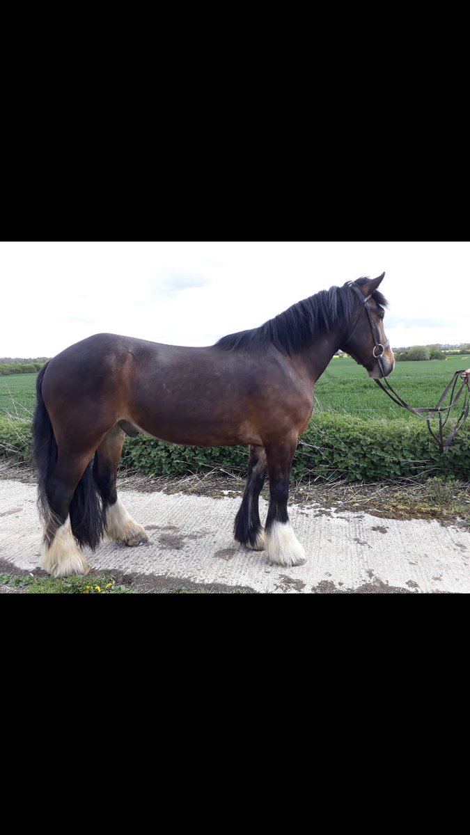 J_B_Banks's tweet photo. Lady’s and Gentlemen, This was my project over the last few months JACK. honest,willing,forward,and jumps solid timber very safe 4yr. £4000. No t/w horse for the next 10yrs+. Passports included. https://t.co/F2mzqOXJRY