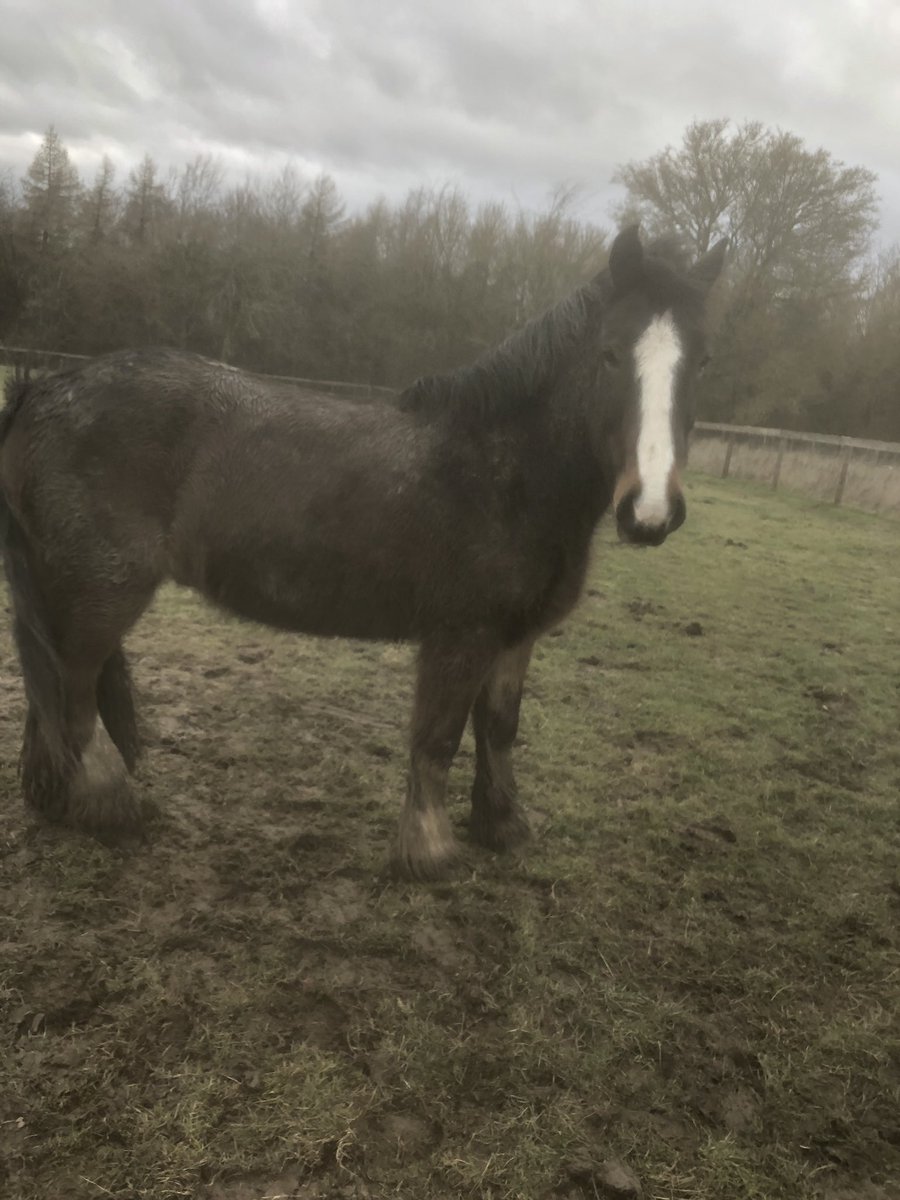 J_B_Banks's tweet photo. Lady’s and Gentlemen, This was my project over the last few months JACK. honest,willing,forward,and jumps solid timber very safe 4yr. £4000. No t/w horse for the next 10yrs+. Passports included. https://t.co/F2mzqOXJRY