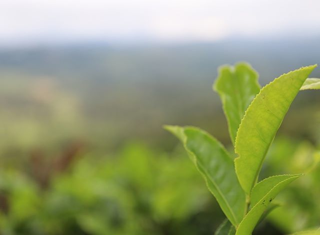 millennia_tea's tweet photo. Tea leaves - so pretty 🌱
#tea #tealeaves #freshleaftea #millenniatea #greentea #teafields #wholefoods #rawfood #rawfoods #plants #plantbaseddiet #healthyeating #health #green https://t.co/1YK55HNYjh https://t.co/L8A5j6Iy53