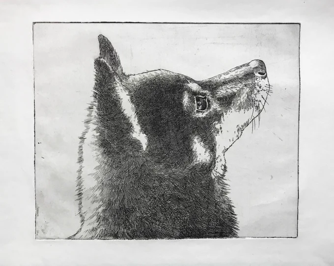 だいぶ前に作ったうちの犬の銅板画が出てきた
こんなにハッチングした記憶がない 