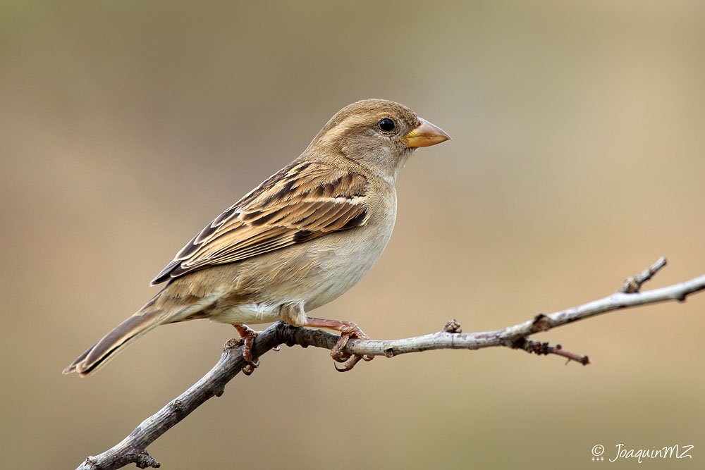 PartidoVerde_es's tweet photo. "Como si fuera una pared de ladrillo en la que cada bloque representa una especie, la biodiversidad es la base de la vida. Cada vez que una especie desaparece, esa red de vida se va empobreciendo"@juralde https://t.co/0UlSawwWHw vía @_Contrainfo https://t.co/mrJz51fGnt
