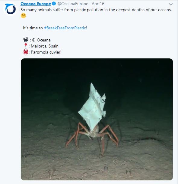 sascampaigns's tweet photo. UPDATE: #CreaturesAndPlastic: @OceanaEurope share sad images of a Paromola Cuvieri Crab holding up plastic, as part of its natural defence mechanism.
Read More: https://t.co/2B5Fnujjd1 #TheCreature https://t.co/ejskKDR1x0